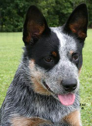 Australian Cattle Dog / Blue Heeler puppies for sale Australia