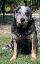 Australian Cattle Dog / Blue Heeler puppies for sale Australia
