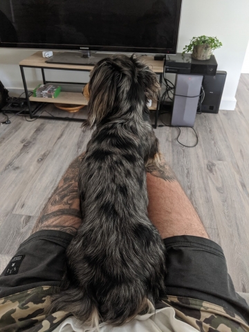 Dapple mini dachshund sitting on legs