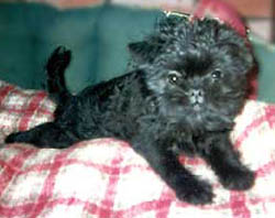 Affenpinscher breeders links and breed information on  