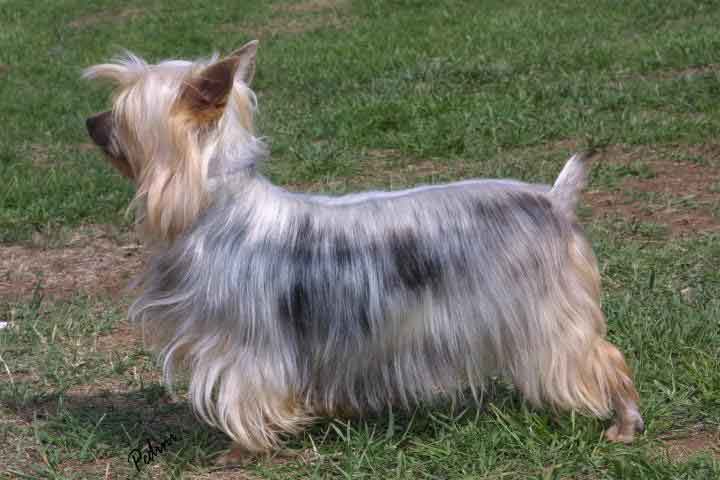 silky terrier adoption