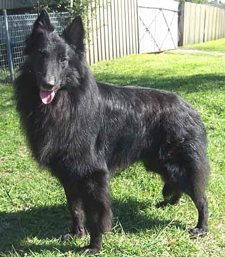 Belgian Shepherd Breeders Links And Breed Information On Pups4sale