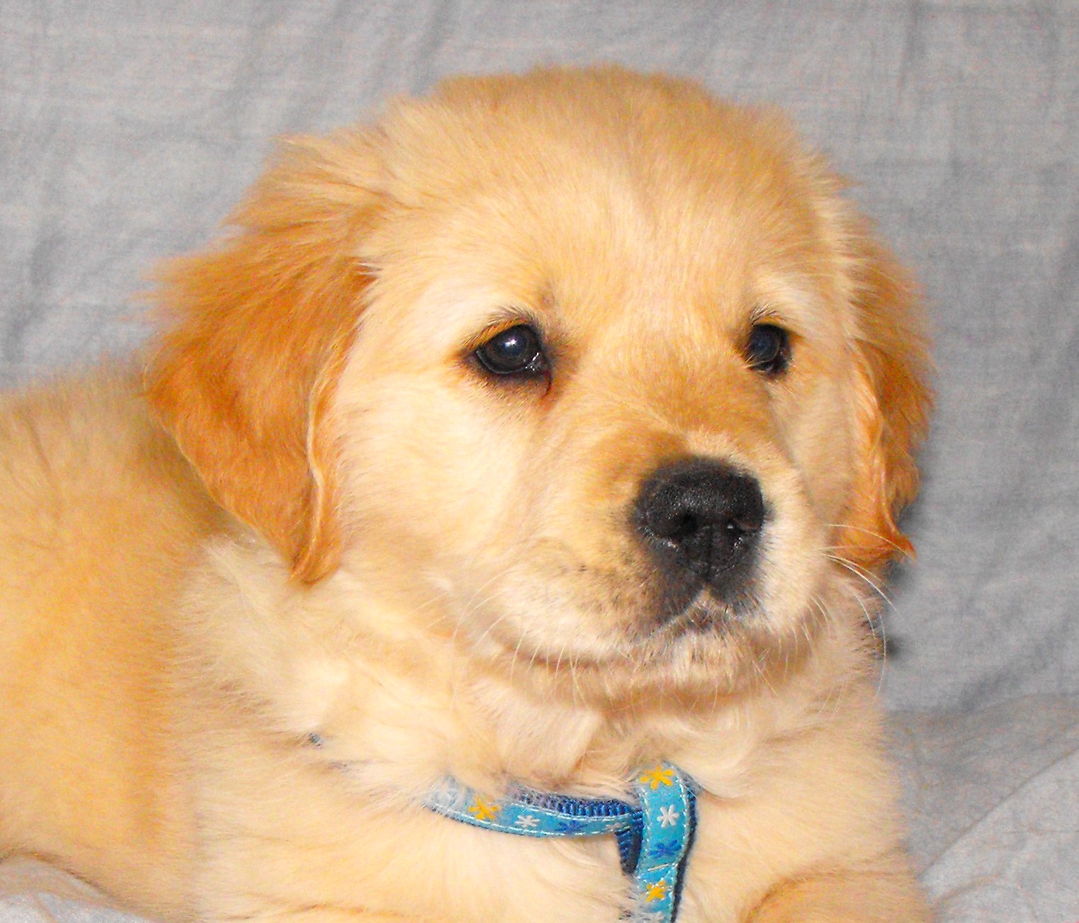 Golden Retriever Breeders Links And Breed Information On Pups4sale