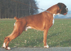 Boxer breeders links and breed information on pups4sale.com.au.