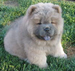 Chow Chow puppies for sale Australia