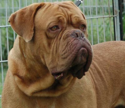 french mastiff dogs for sale