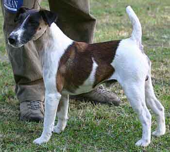 Smooth Haired Fox Terrier