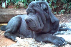 Shar Pei puppies for sale Australia