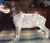 German Shorthaired Pointer puppies for sale Australia