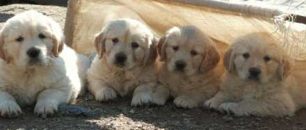 Golden Retriever Breeders Links And Breed Information On Pups4sale