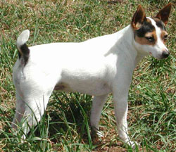 Tenterfield Terrier puppies for sale Australia