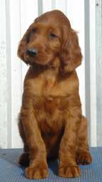 Irish (Red) Setter puppies for sale Australia