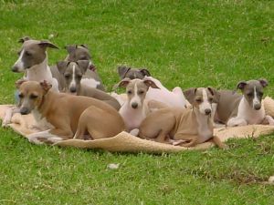 Italian Greyhound puppies for sale Australia