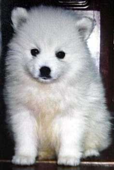Japanese Spitz puppies for sale