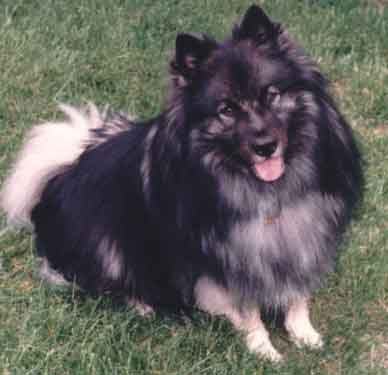 Keeshond puppies for sale