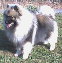 Keeshond