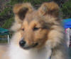 Sable Shetland Sheepdog puppies for sale Australia