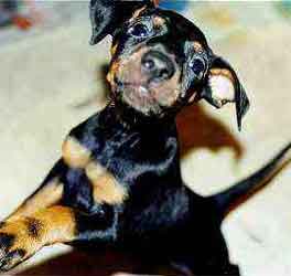 Manchester Terrier puppies for sale Australia