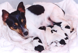 Miniature Fox Terrier puppies for sale