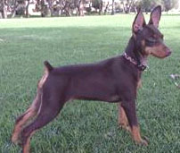 Miniature Pinscher breeders links and breed information on ...