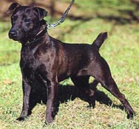 Patterdale Terrier puppies for sale Australia