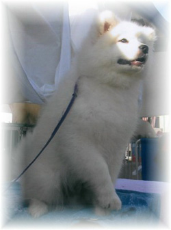 Samoyed puppies