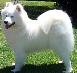 77+ Samoyed Breed Information