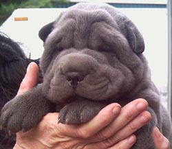 Shar Pei puppies for sale Australia