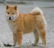 Shiba Inu puppies for sale Australia