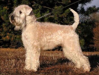 Soft Coated Wheaten Terrier puppies for sle Australia