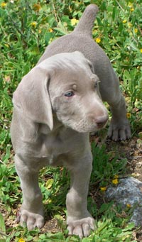 weimaraner puppies rescue weimaraner puppies rescue