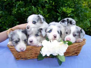 Cardigan Welsh Corgi puppies for sale Australia