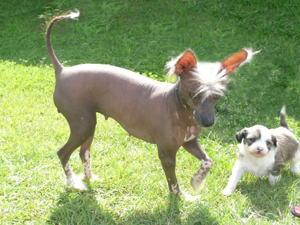 Chinese Crested Dog breeders, Australia