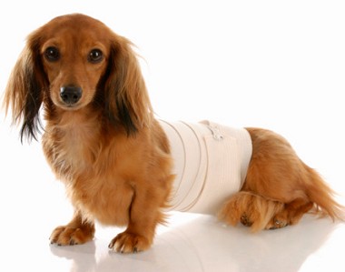 Dachshund puppy injured with bandage