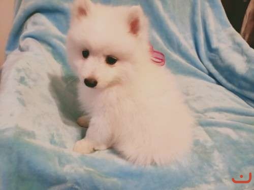 Gorgeous Japanese Spitz Puppies Puppies For Sale On Pups4sale Com Au