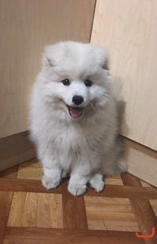 Japanese Spitz Puppy For Sale Puppies For Sale On Pups4sale Com Au