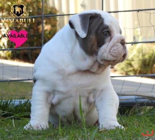 Bulldog Puppies For Sale puppies for on pups4sale.com.au