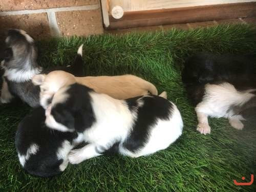 Purebred Maltese X Shih Tzu Pups Puppies For Sale Photos On