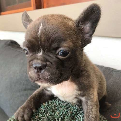 Pure Bred Male French Bulldog Puppy For Sale puppies for sale on ...