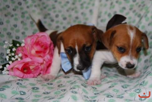 Purebred Short Haired Jack Russell Puppies Puppies For Sale Photos