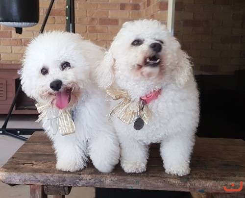 Pure Bichon Frise Female Puppies puppies for sale on